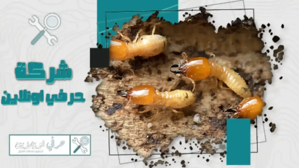 ارخص شركة مكافحة النمل الأبيض بتبوك