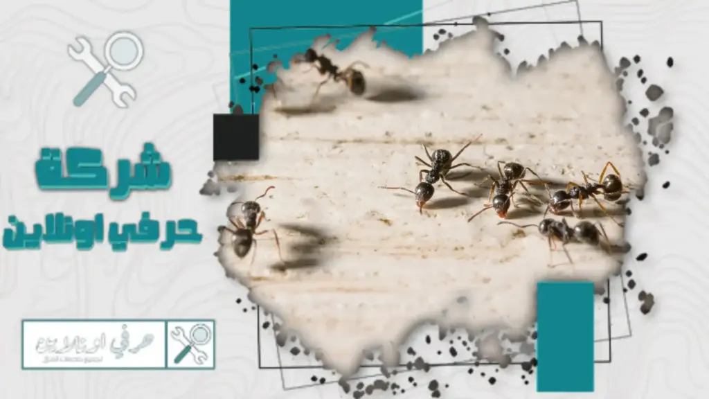 ارخص شركة مكافحة النمل الاسود بتبوك