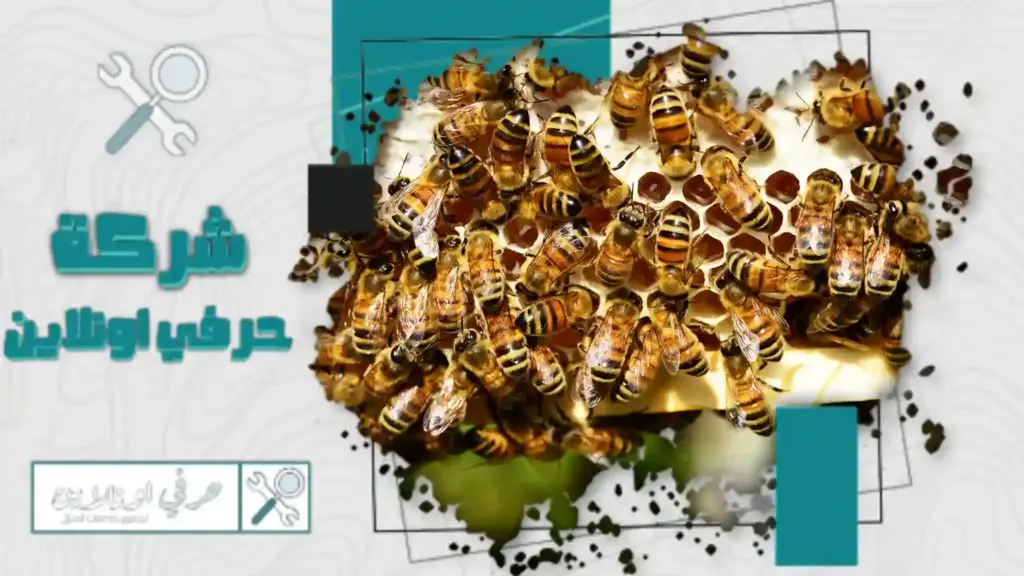 افضل شركة مكافحة النحل بتبوك