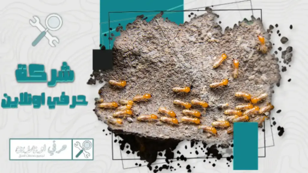 افضل شركة مكافحة النمل الأبيض بتبوك