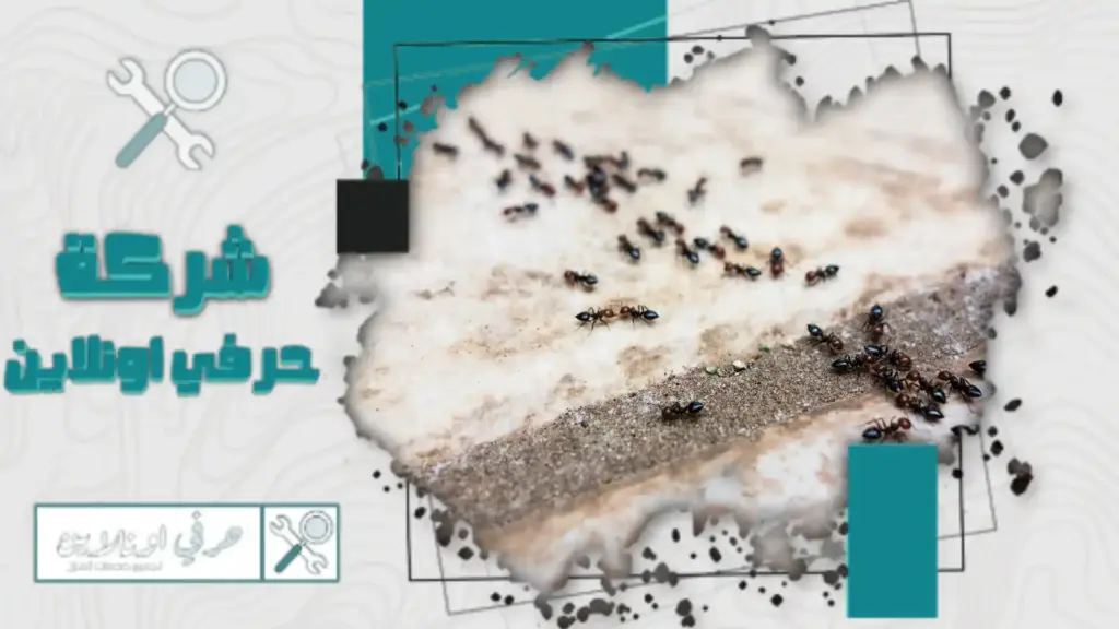 افضل شركة مكافحة النمل الاسود بتبوك