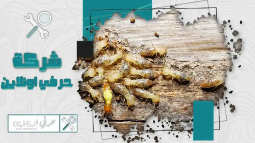 شركة مكافحة النمل الأبيض بتبوك