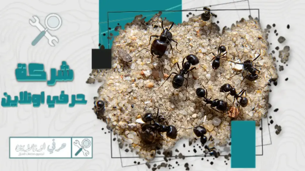 شركة مكافحة النمل الاسود بتبوك