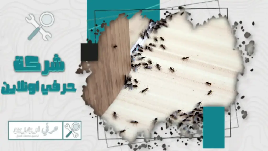 شركة مكافحة النمل بتبوك